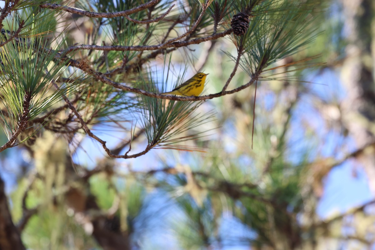 Reinita Galana - ML646997812