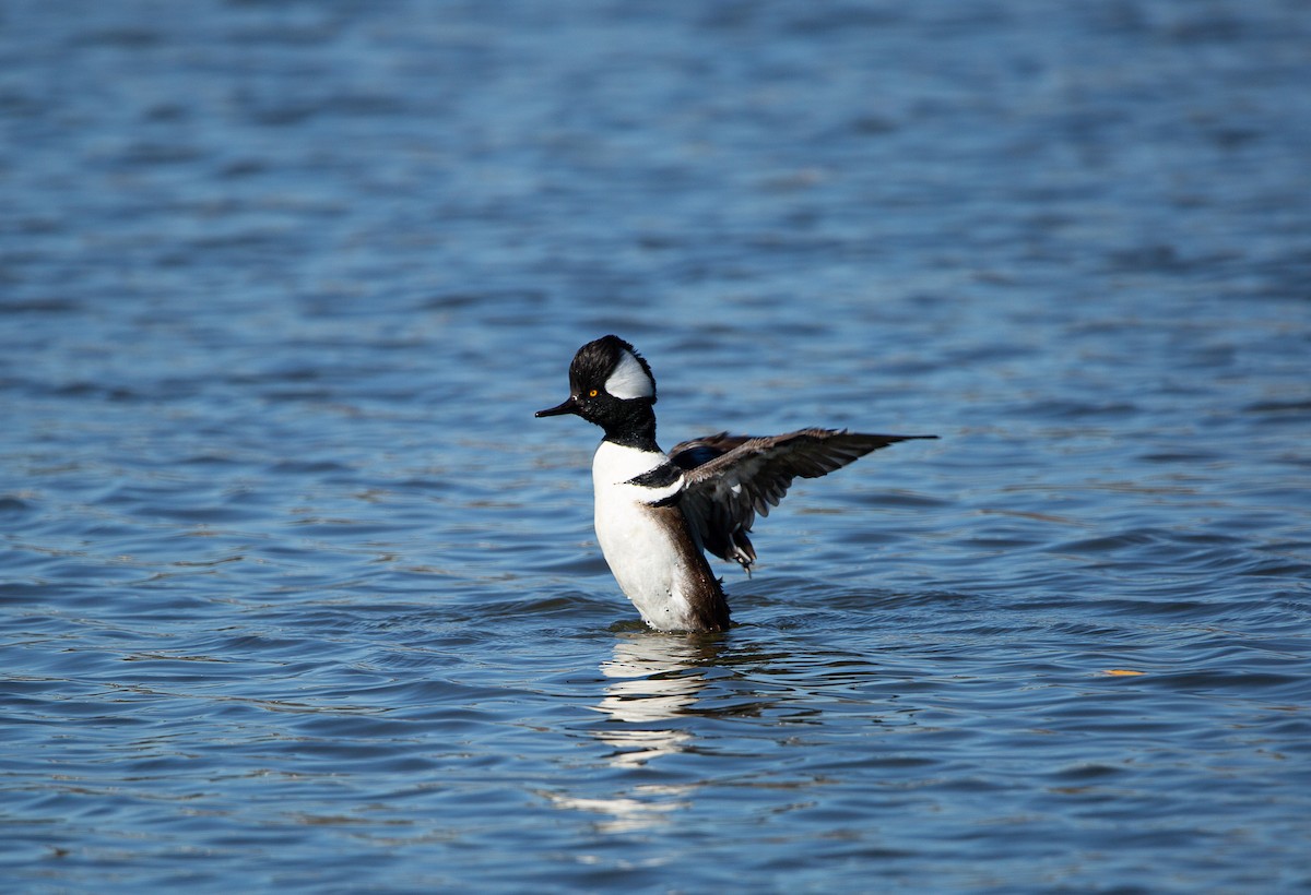 מרגון מקושט - ML646997814