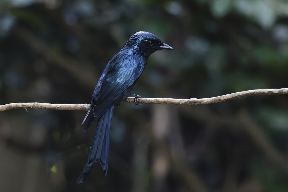 Bronzed Drongo - ML646997815