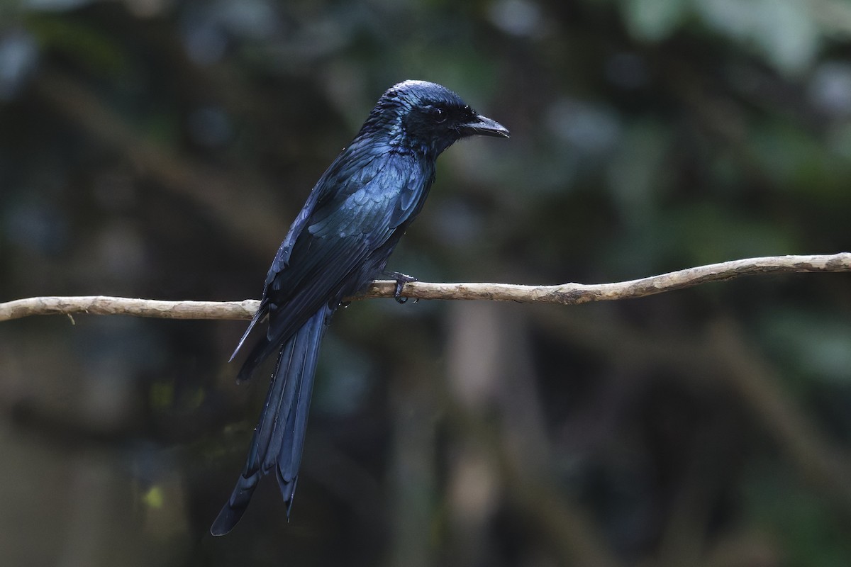 Bronzed Drongo - ML646997816