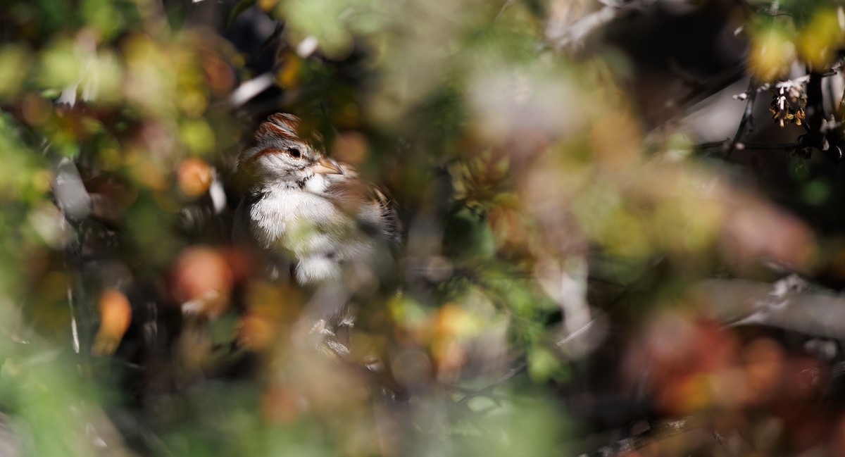 Rufous-winged Sparrow - ML646997818