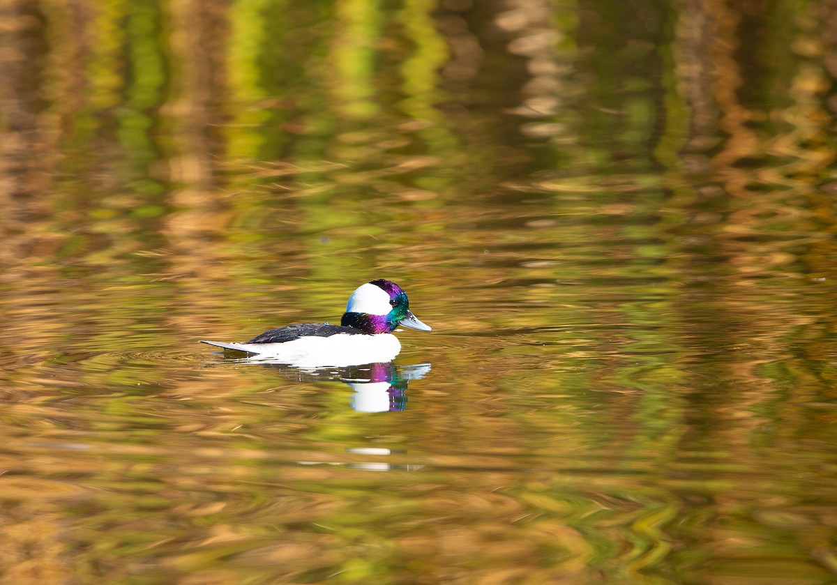 עבראש לבנוני - ML646997820