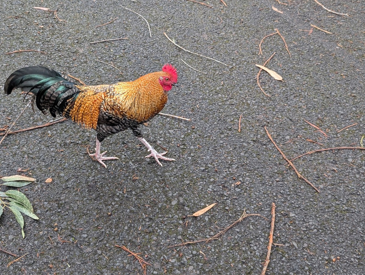 Red Junglefowl (Domestic type) - ML646997821