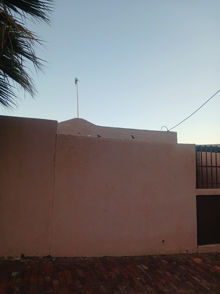 Lurmuturreko buztanikara - ML646997822