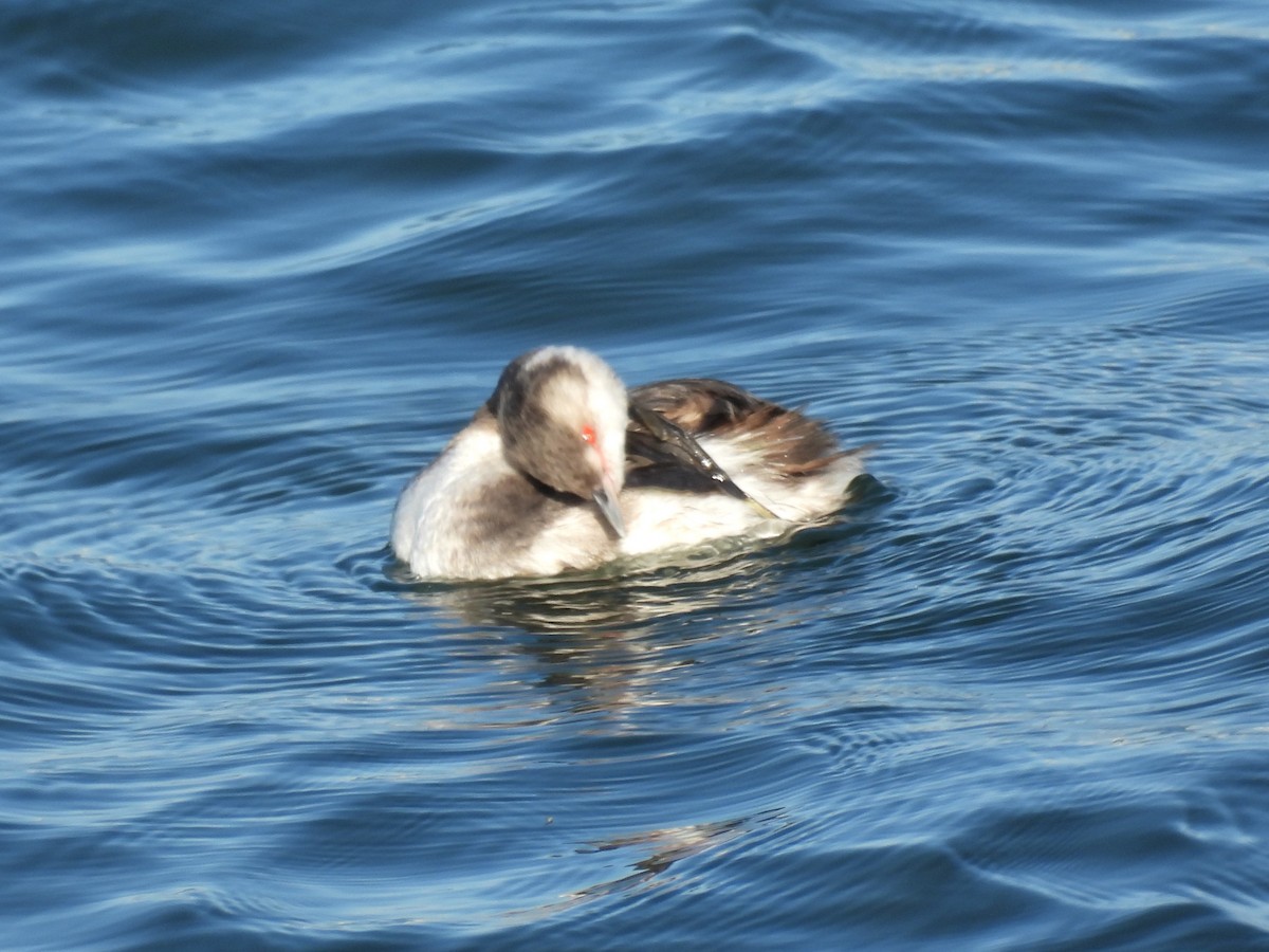 Txilinporta urrebelarria - ML646997826