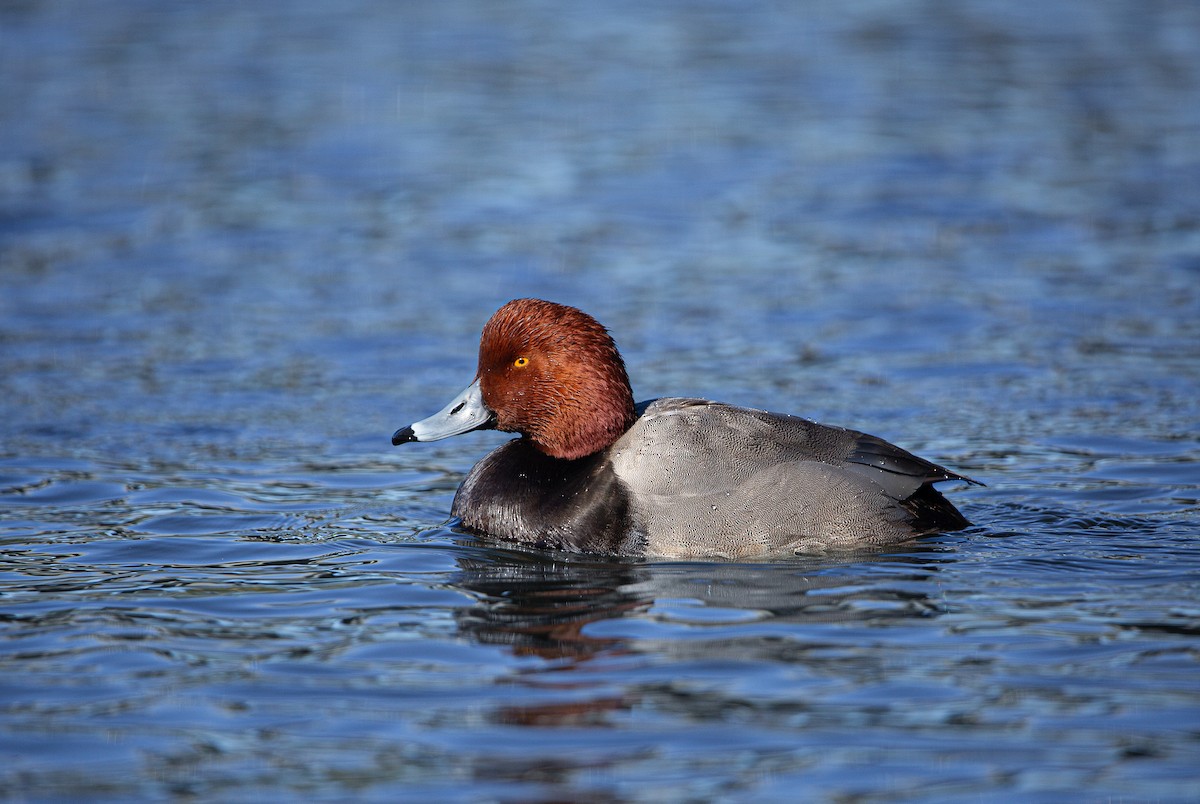 צולל אמריקני - ML646997828