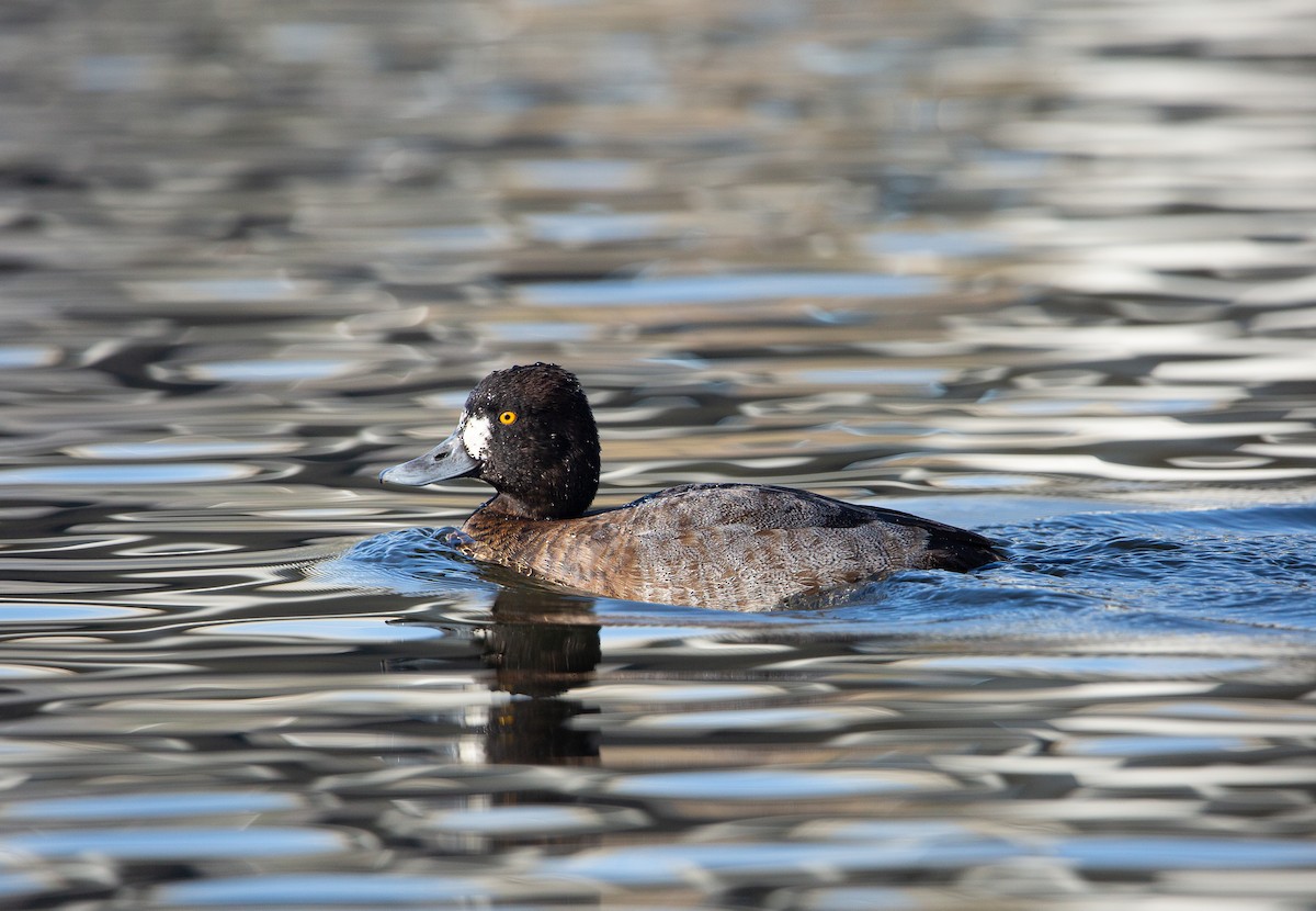 צולל בינוני - ML646997830