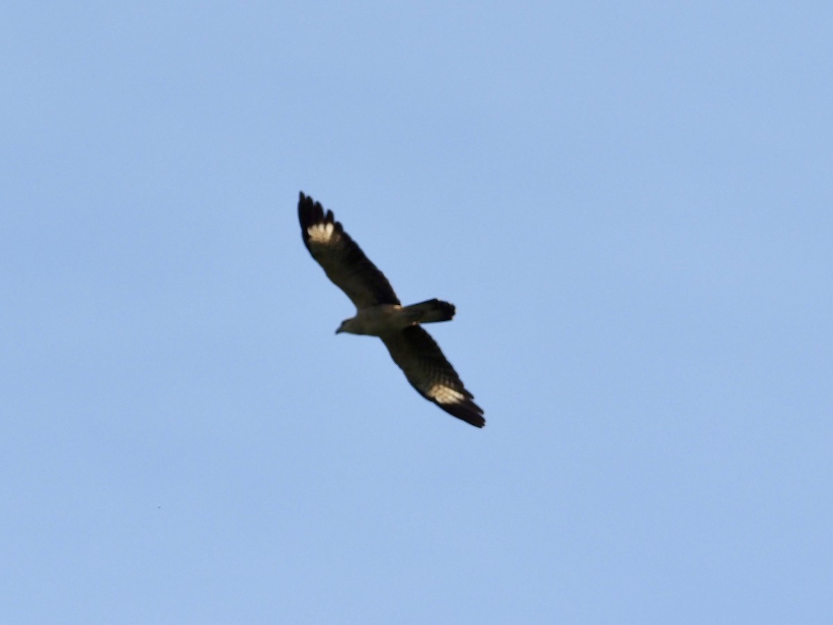 Caracara Chimachima - ML646997832