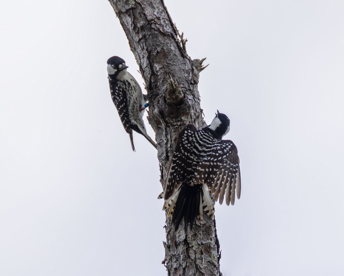 Pic à face blanche - ML646997843