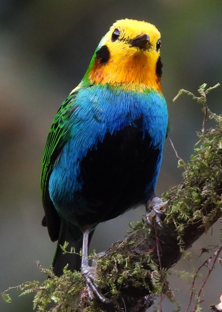 Multicolored Tanager - ML646997845