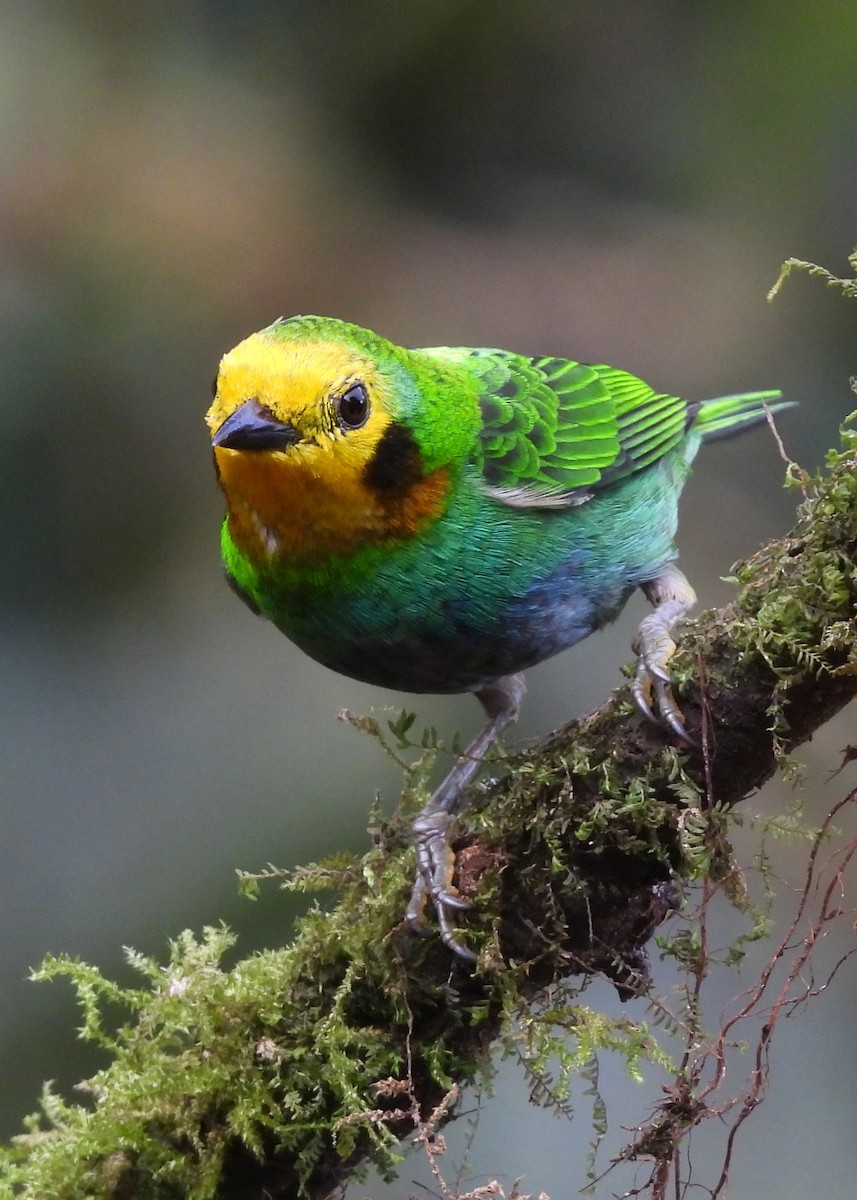 Multicolored Tanager - ML646997846