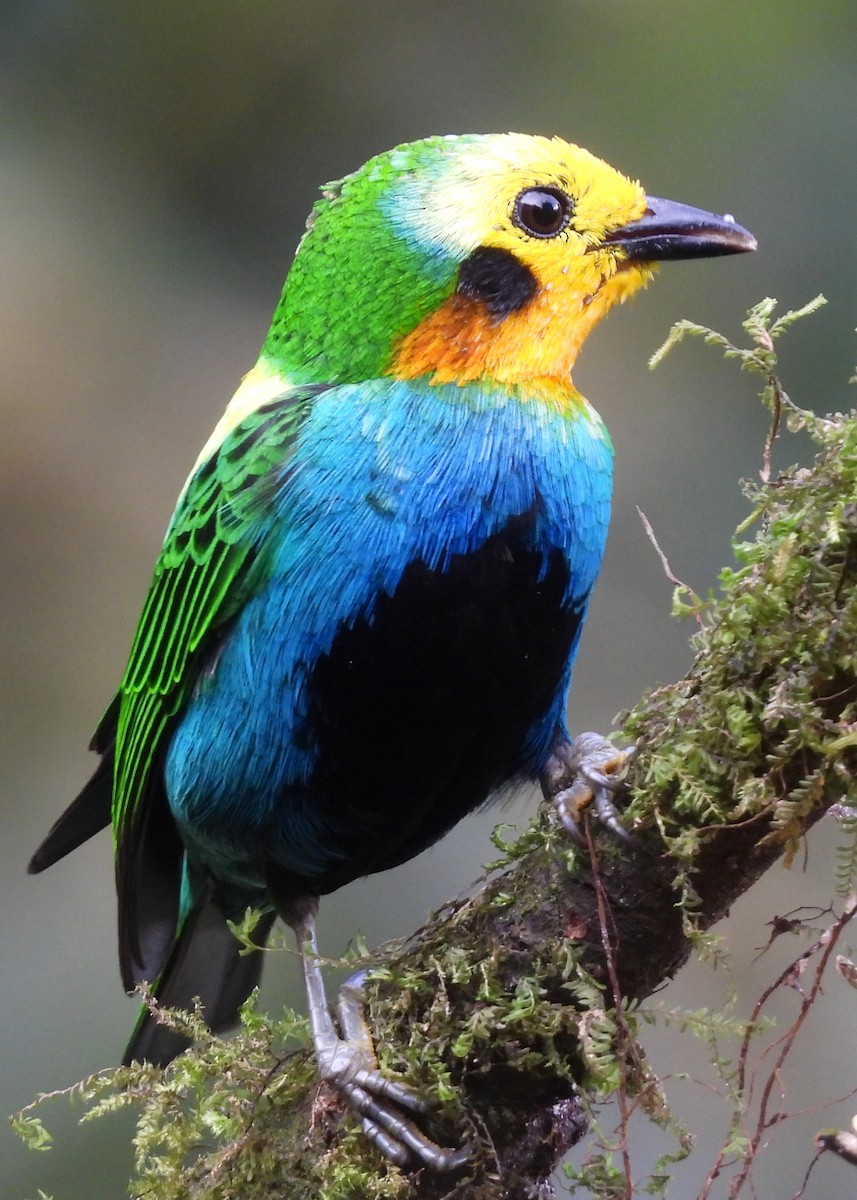 Multicolored Tanager - ML646997847