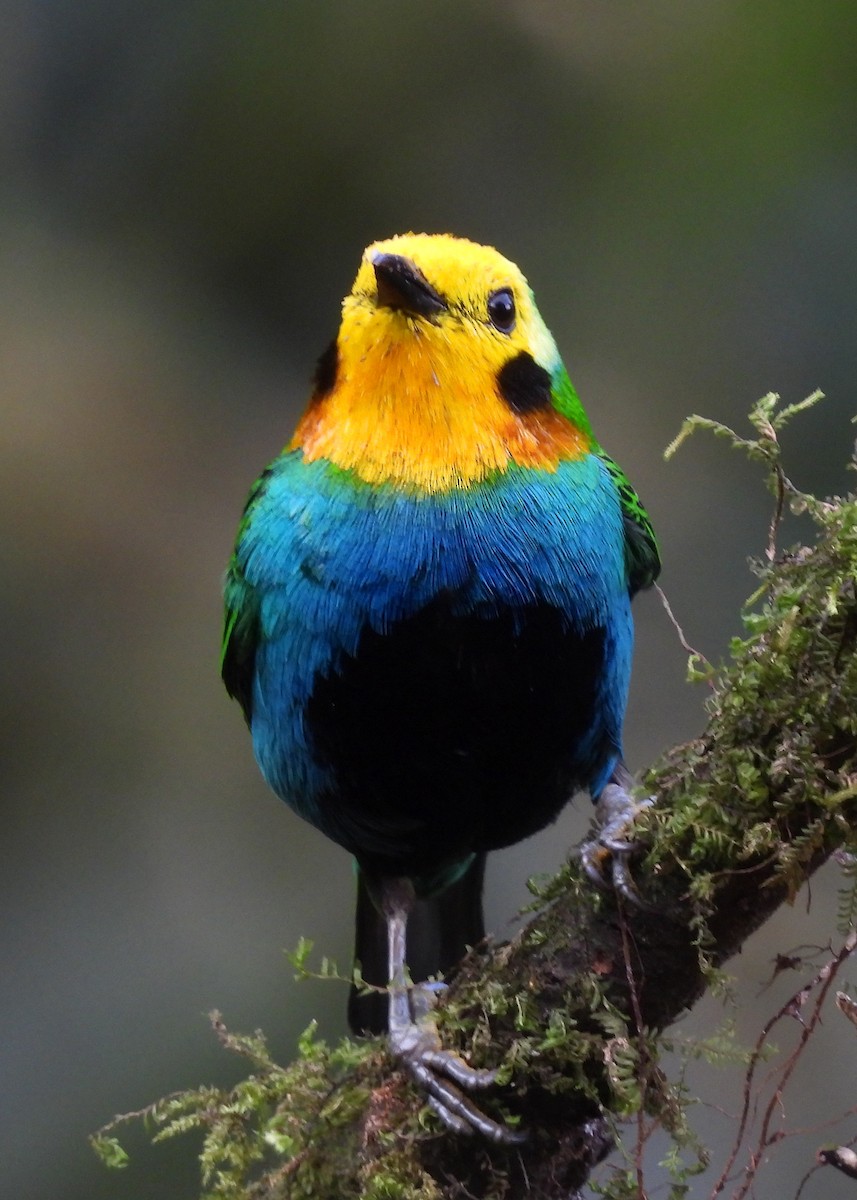 Multicolored Tanager - ML646997848