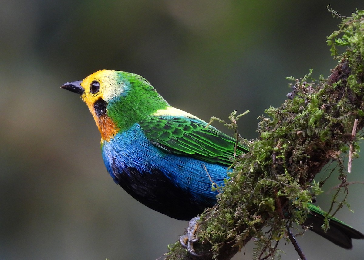 Multicolored Tanager - ML646997849
