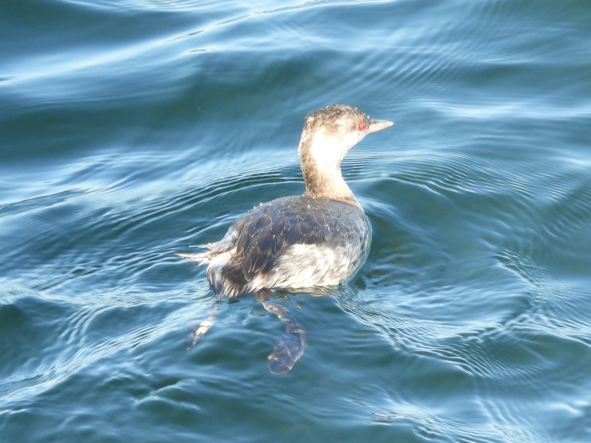 Txilinporta urrebelarria - ML646997856