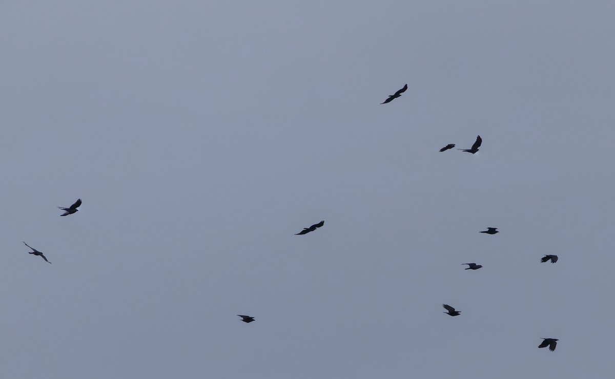 Balıkçı Karga - ML646997857