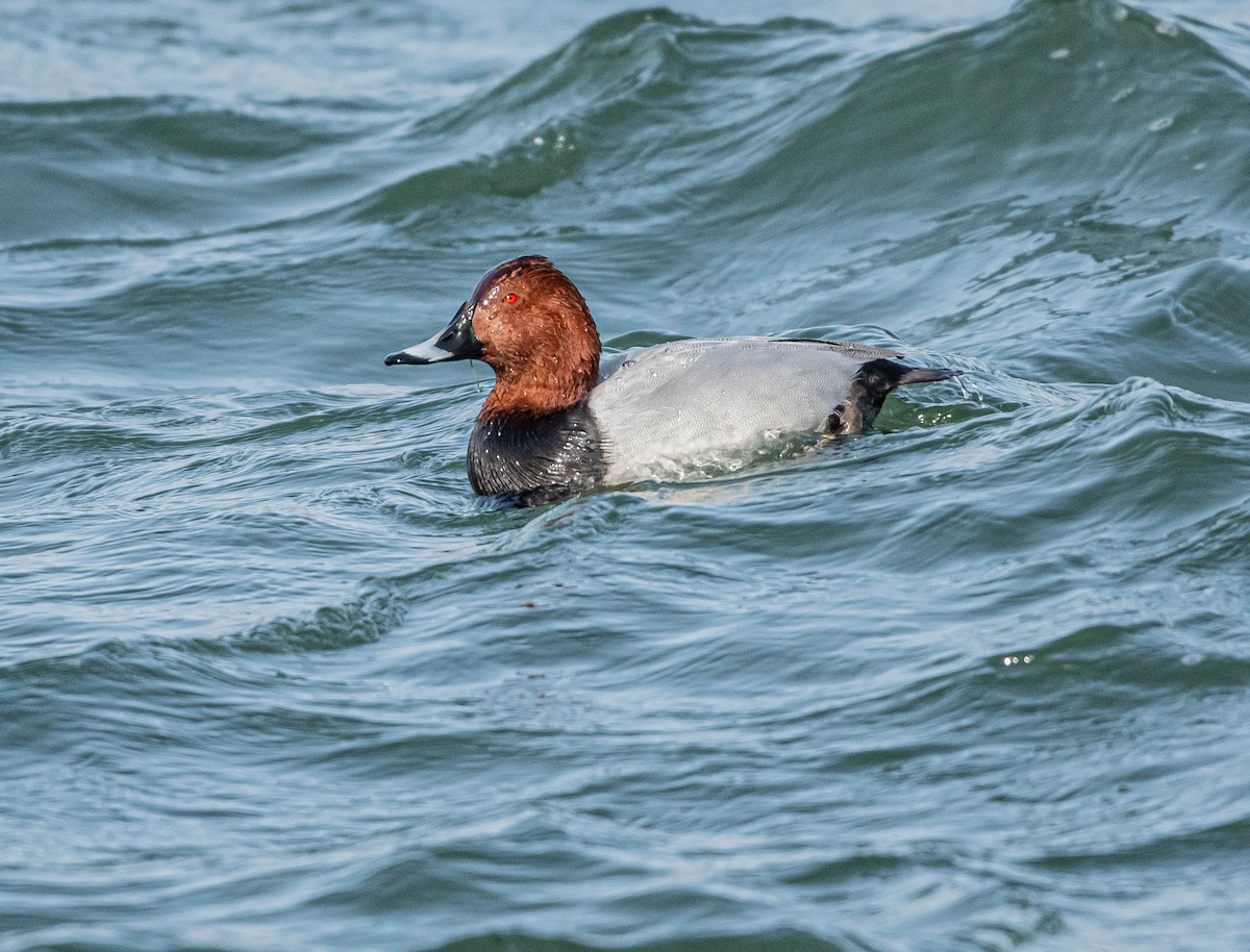 Fuligule milouin - ML646997863