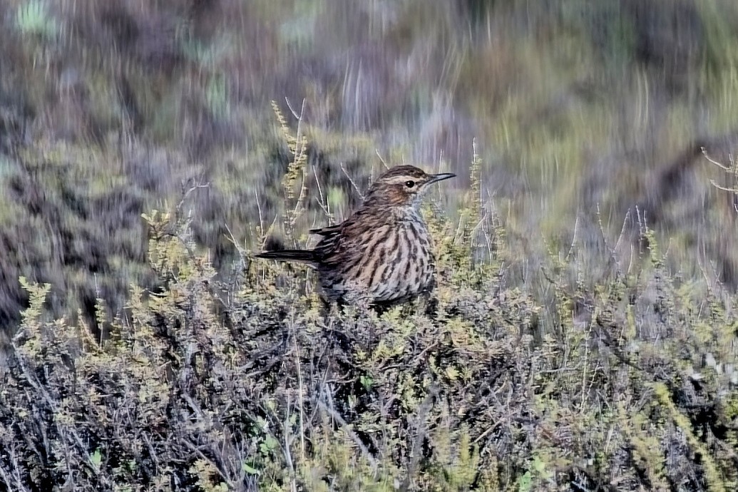 Karoo Long-billed Lark - ML646997868