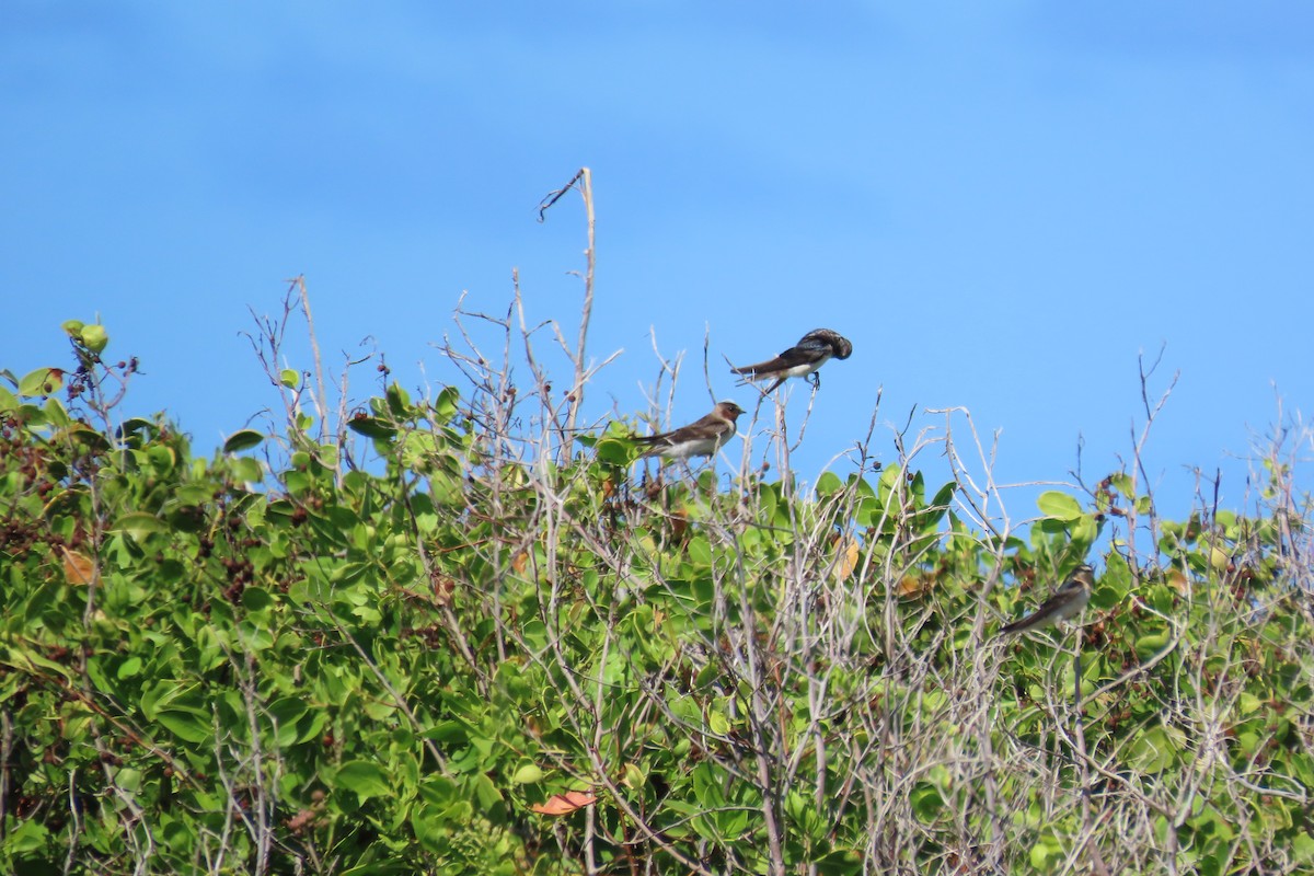 סנונית אמריקנית - ML646997870