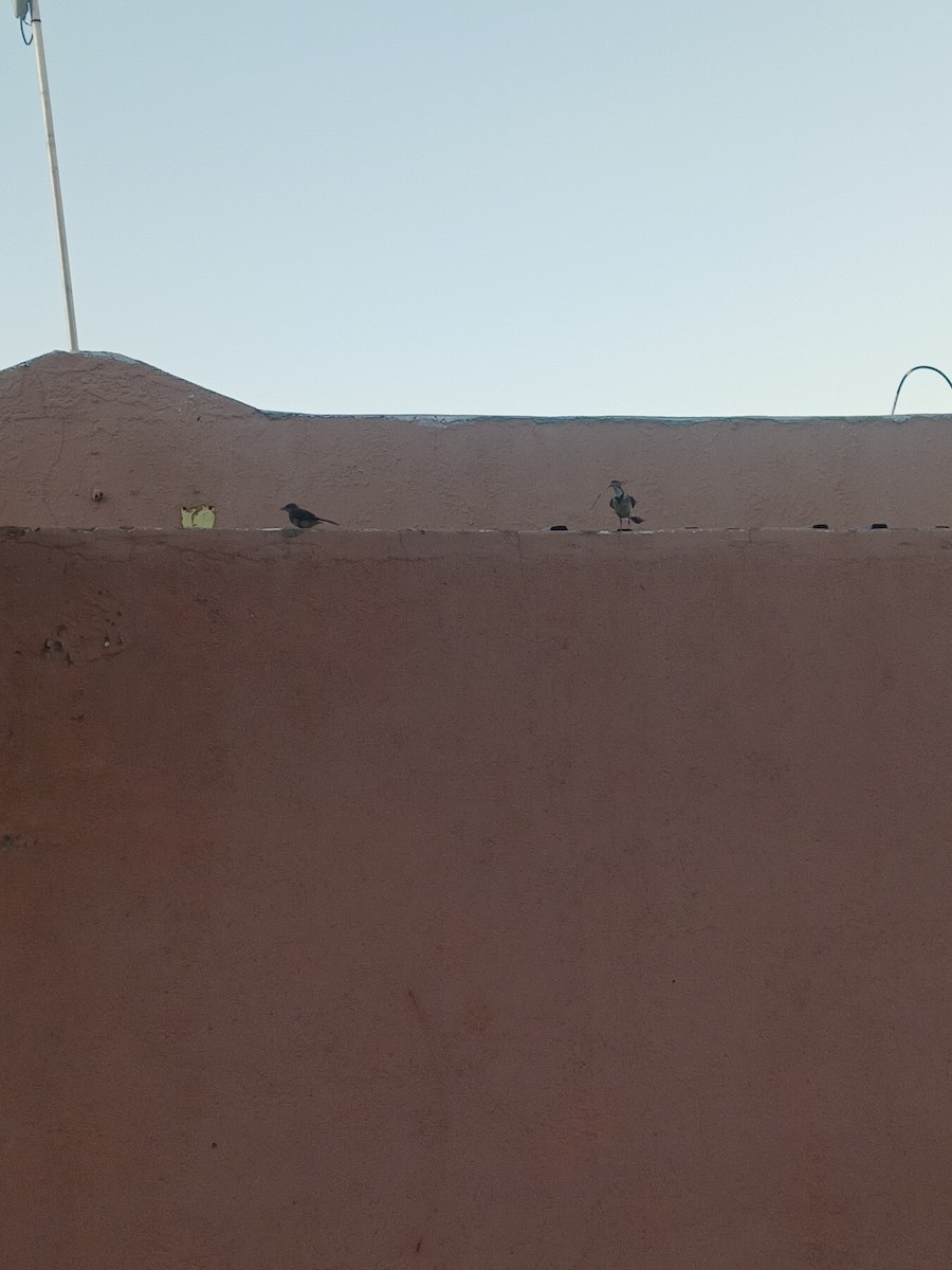 Lurmuturreko buztanikara - ML646997871