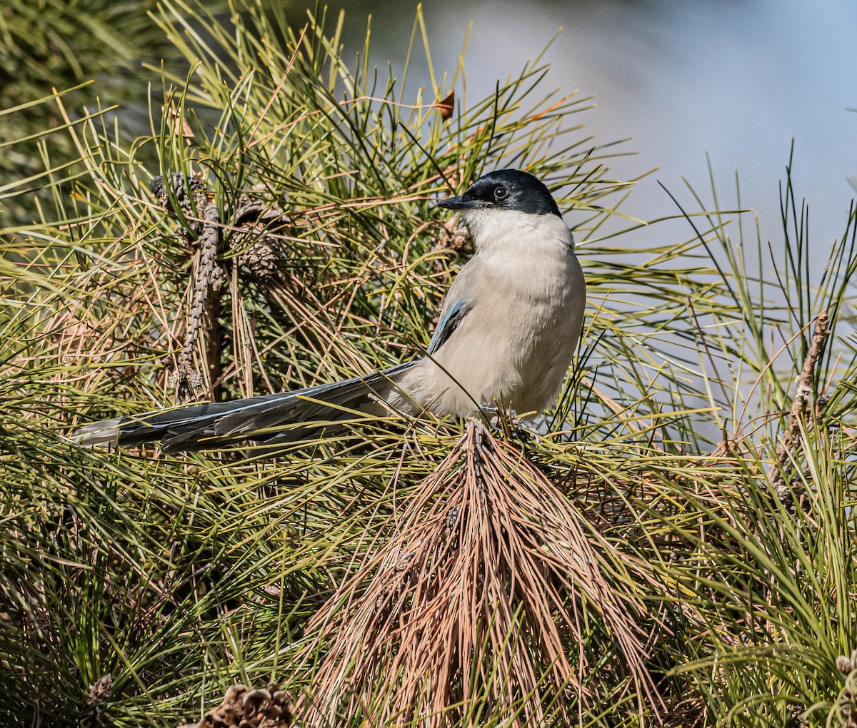 Azure-winged Magpie - ML646997879