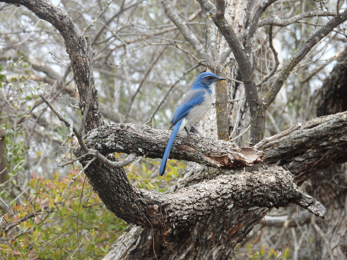 Geai de Woodhouse - ML646997880