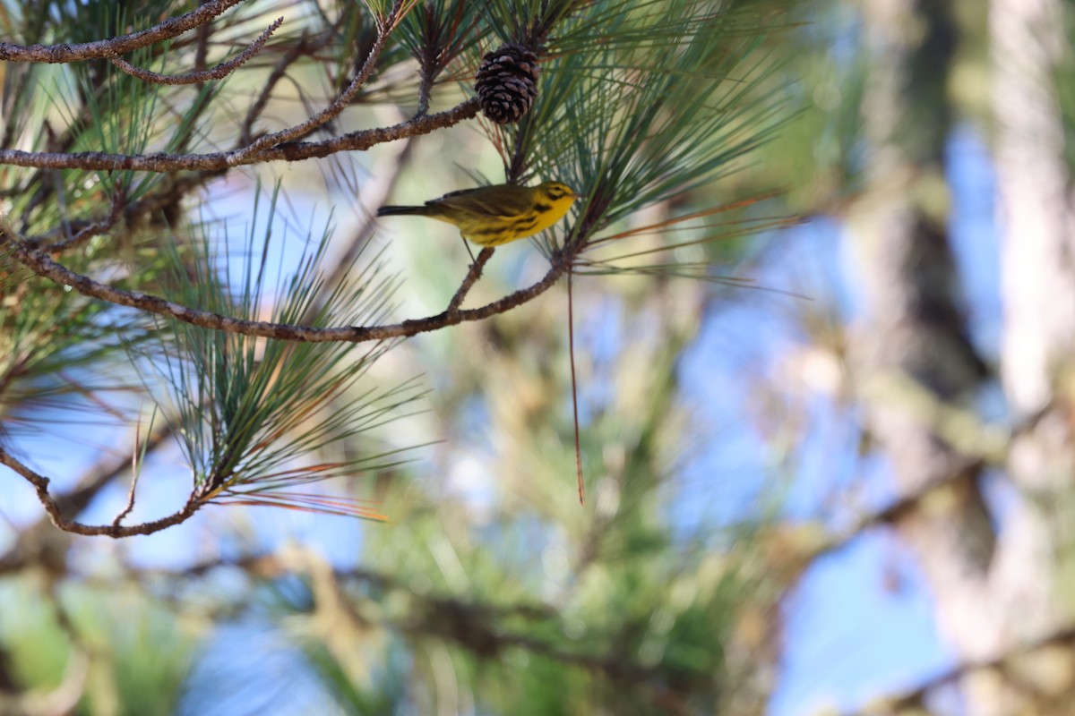 Reinita Galana - ML646997881