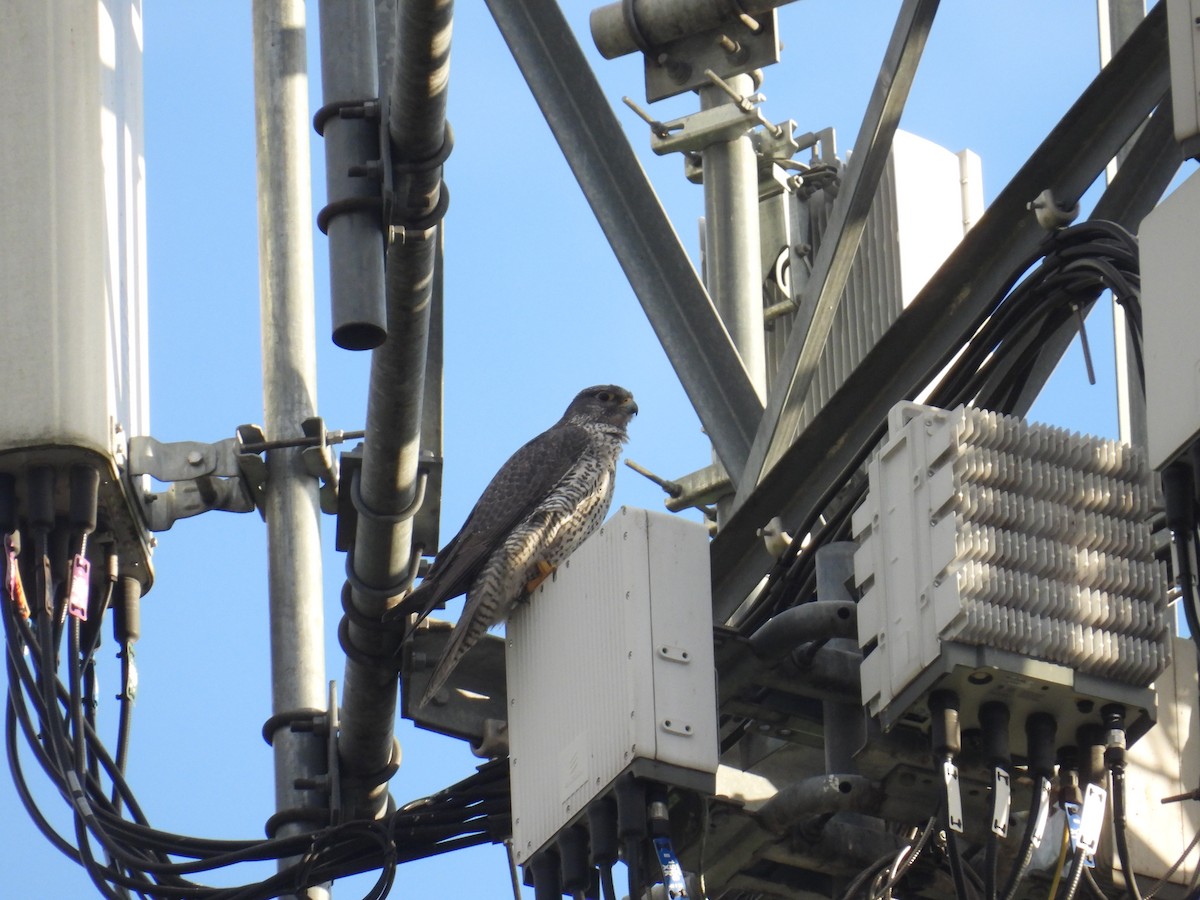 Gerfalke - ML646997882