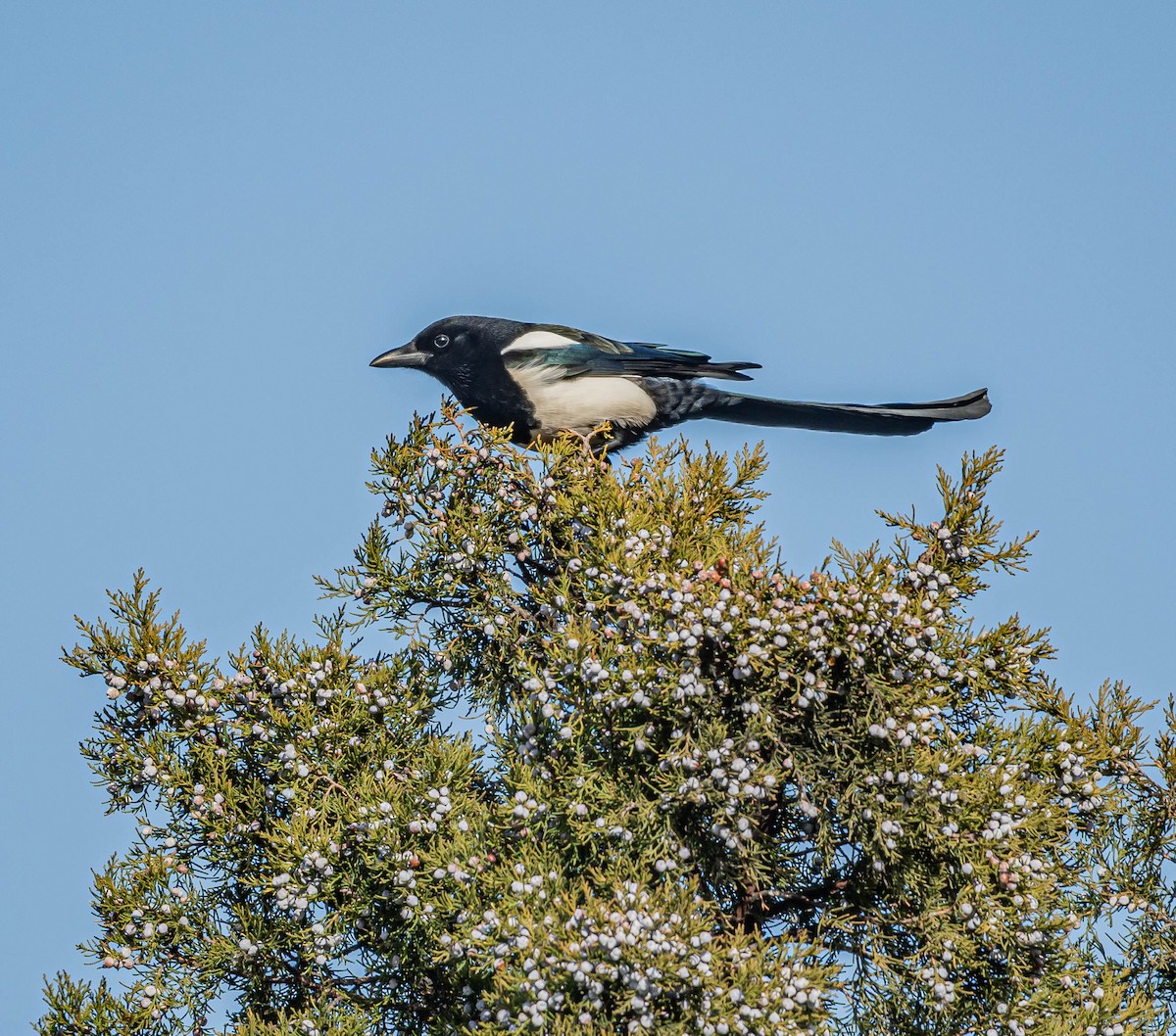 Orientelster - ML646997885