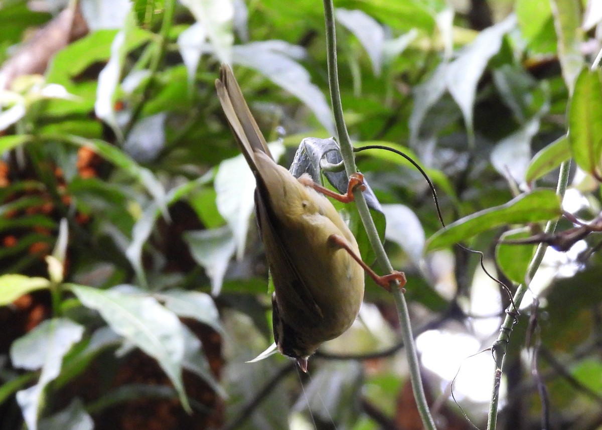 Three-striped Warbler - ML646997889