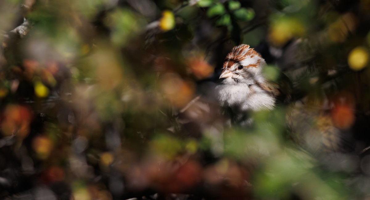 Rufous-winged Sparrow - ML646997891