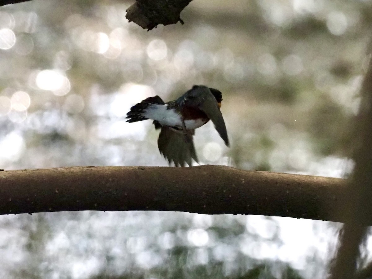 Martín Pescador Enano - ML646997893