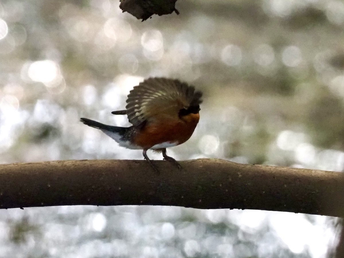 Martín Pescador Enano - ML646997894