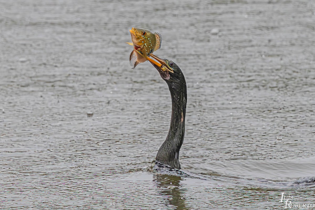 Amerika-Schlangenhalsvogel - ML646997896