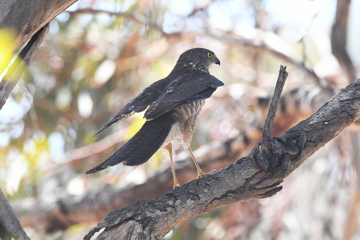 Collared Sparrowhawk - ML646997898