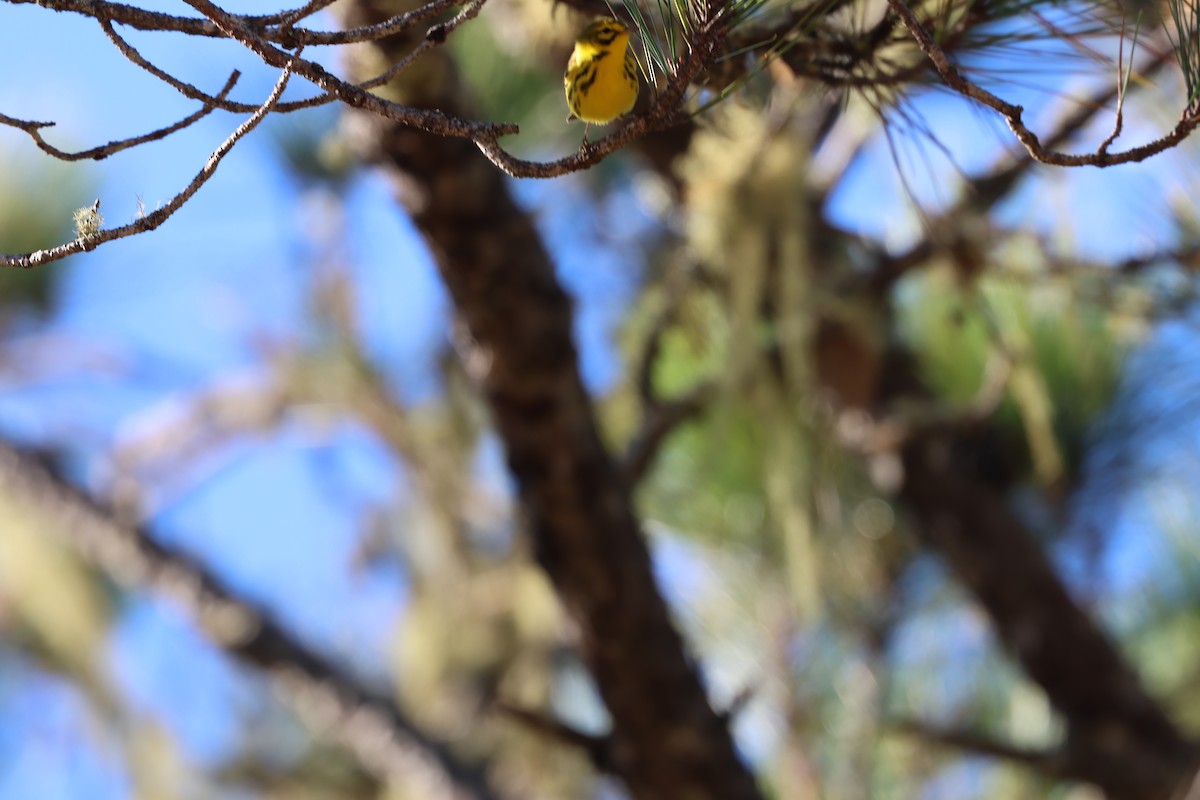 Reinita Galana - ML646997900