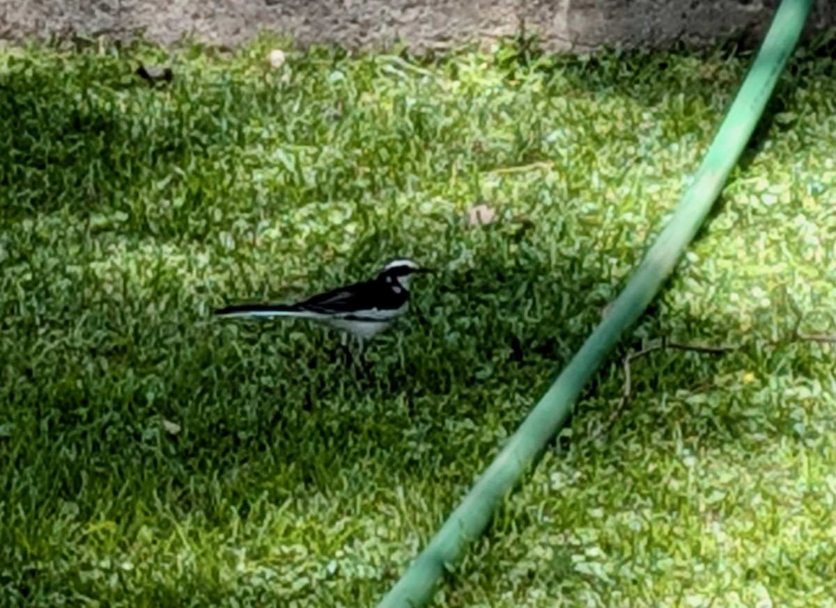 African Pied Wagtail - ML646997902