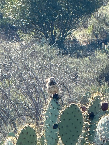 Cactus Wren - ML646997903