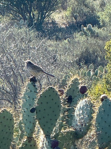 Cactus Wren - ML646997904
