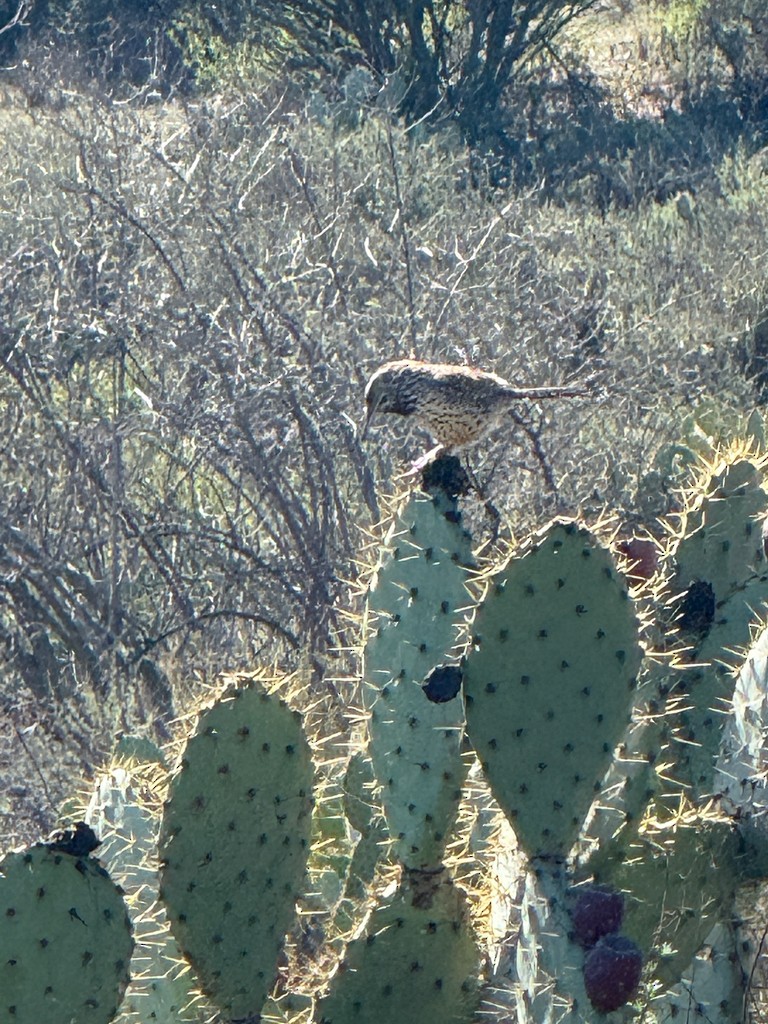 Cactus Wren - ML646997905
