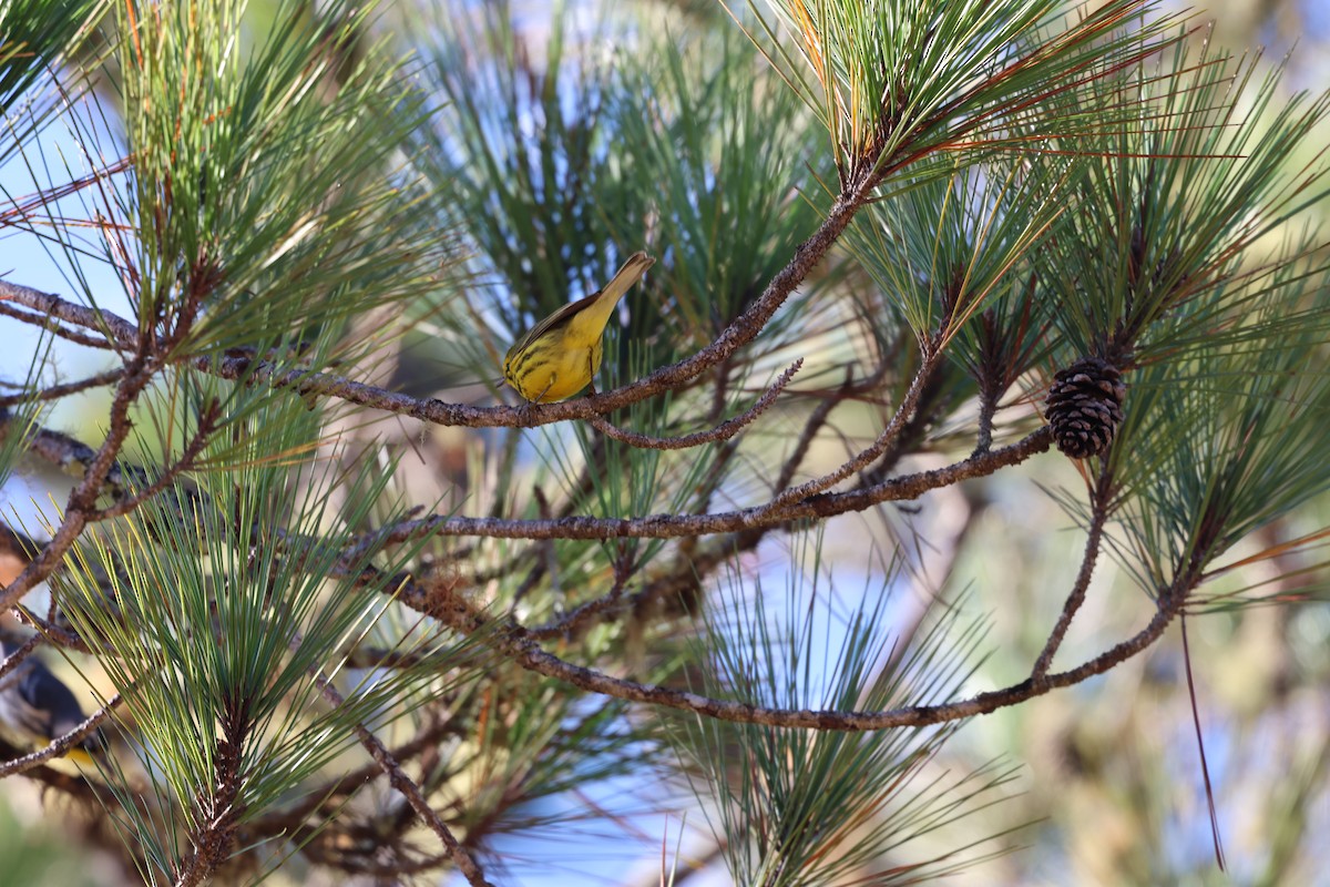 Reinita Galana - ML646997910