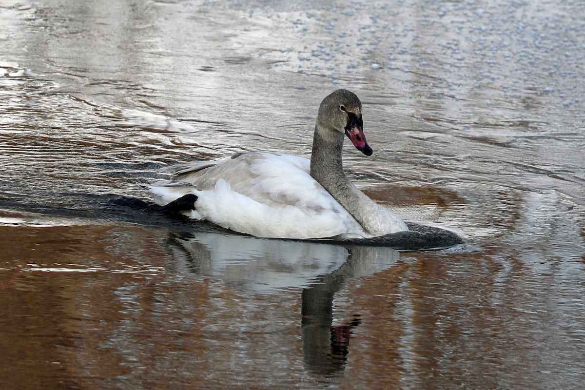 Tundra Swan - ML646997912