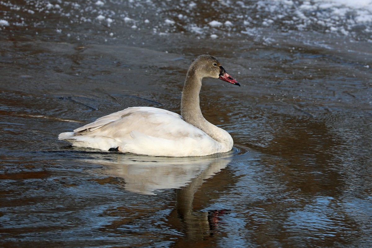 Tundra Swan - ML646997913