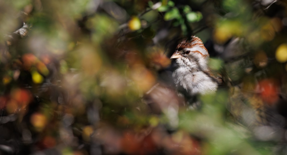 Rufous-winged Sparrow - ML646997914