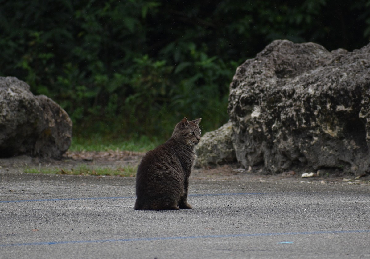 Domestic Cat - ML646997917