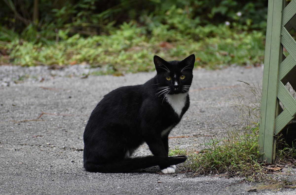 Domestic Cat - ML646997918