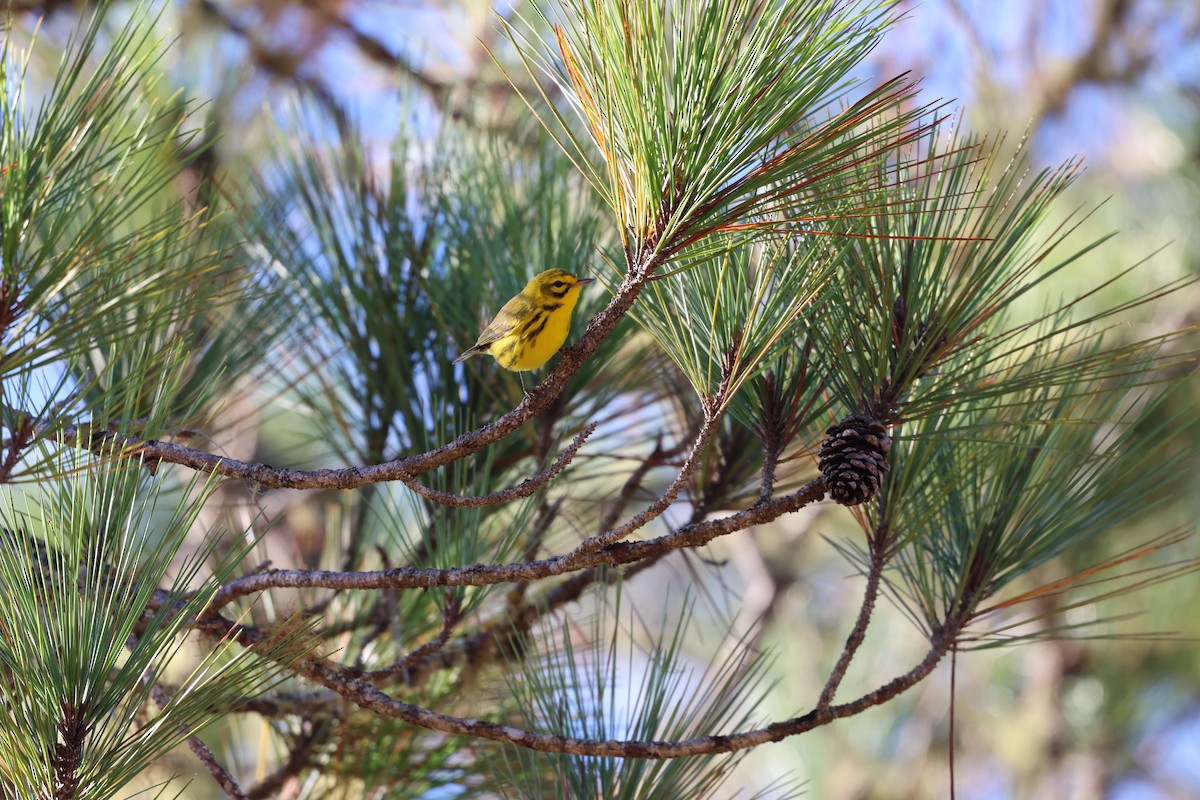 Reinita Galana - ML646997921