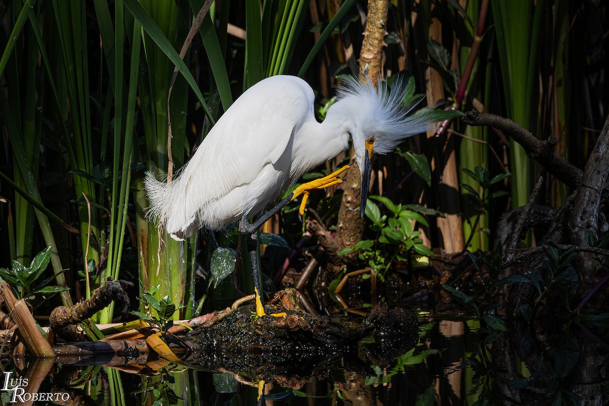 ユキコサギ - ML646997922