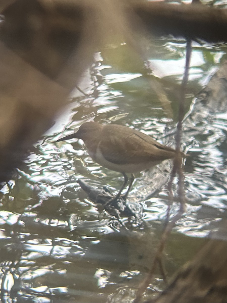 アメリカイソシギ - ML646997923