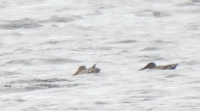 Широконоска - ML646997926